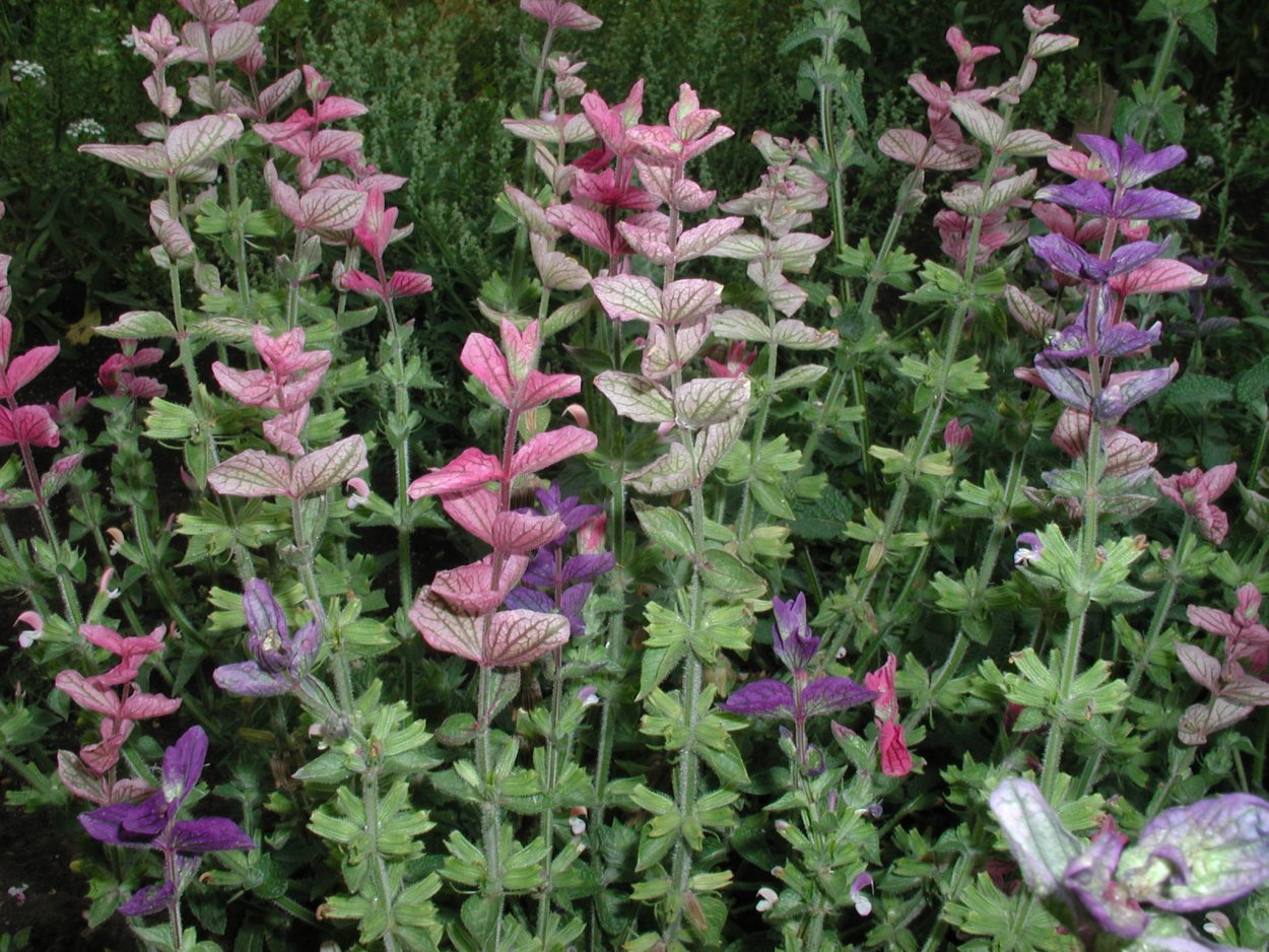 Лаванда котовник шалфей