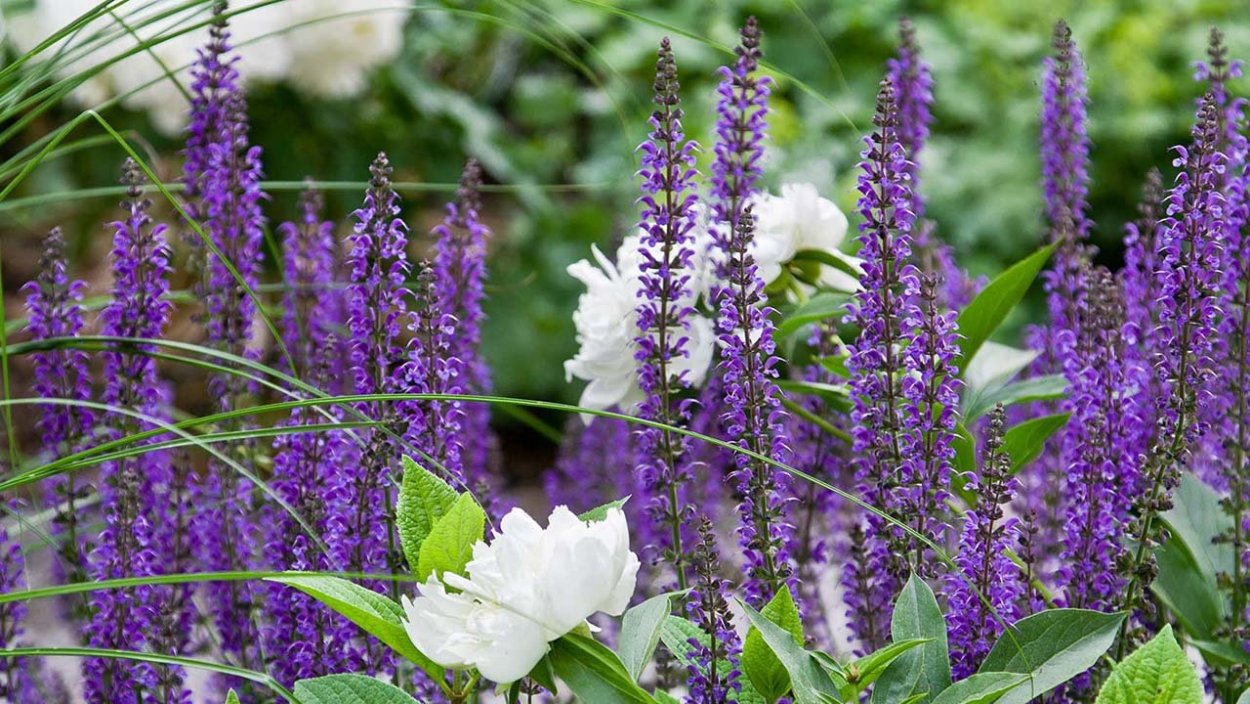 Шалфей Дубравный 'Mainacht'