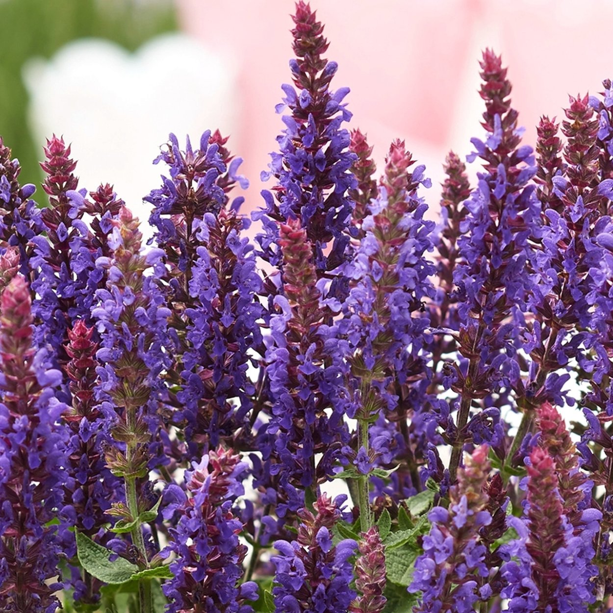 Сальвия Дубравная многолетняя Плюмоза