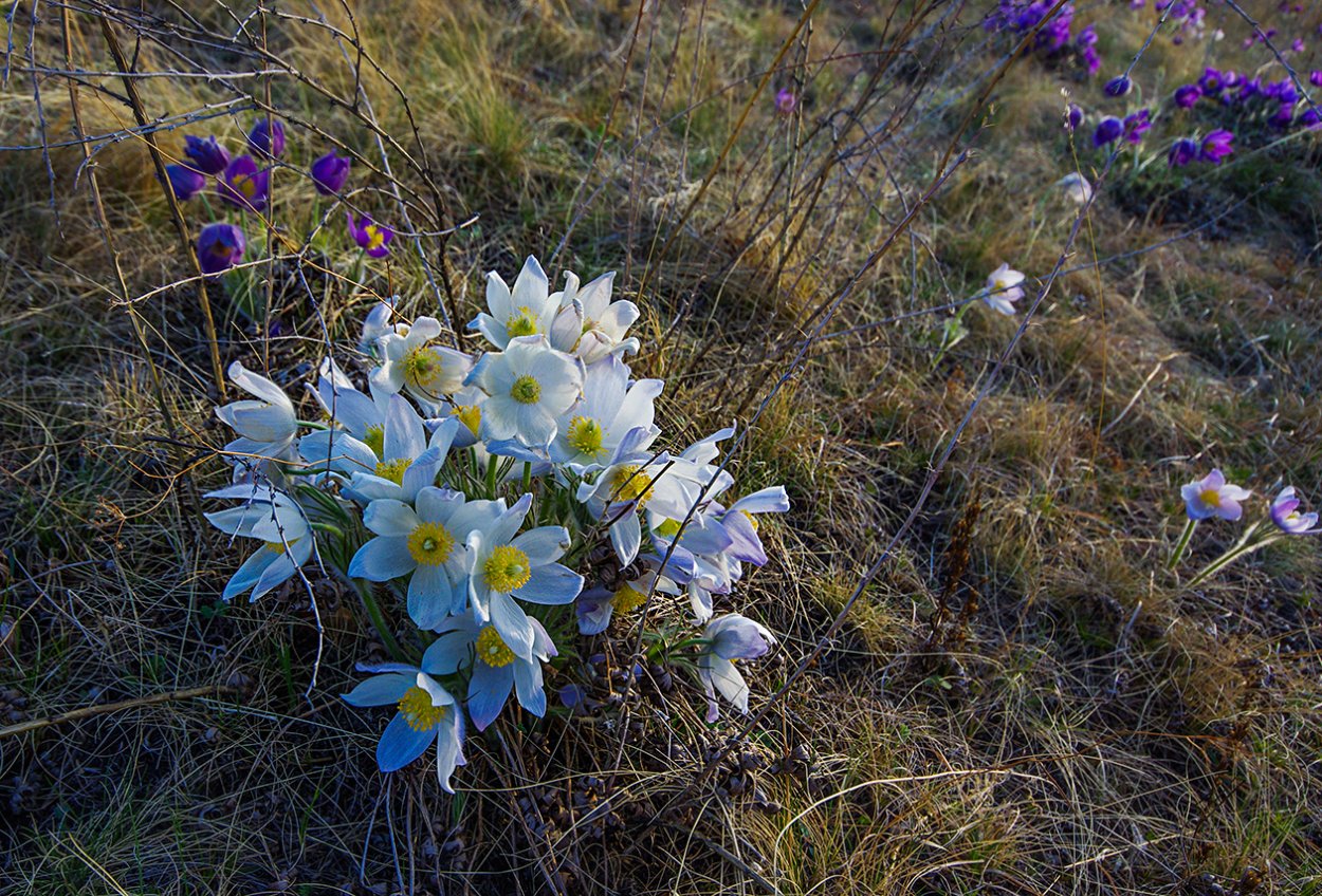Цветущая степь Хакасии