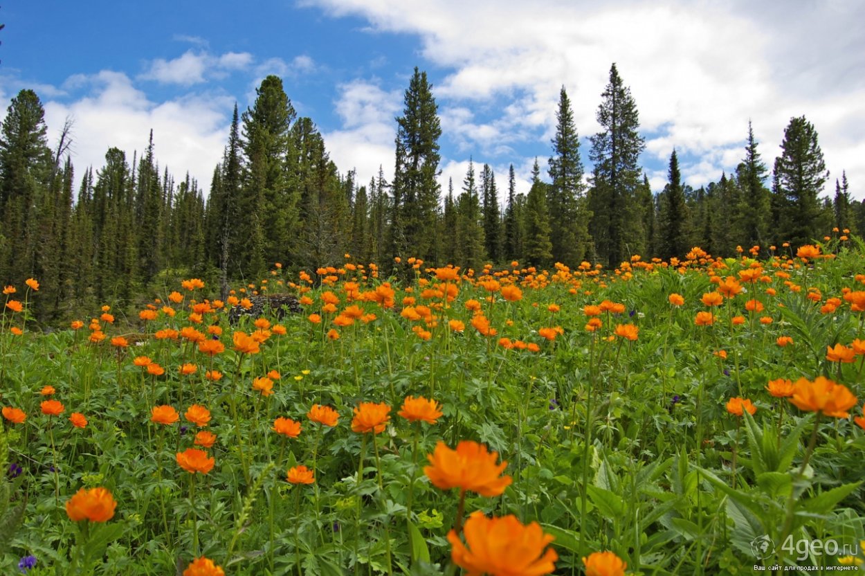 Хакасский заповедник Флора