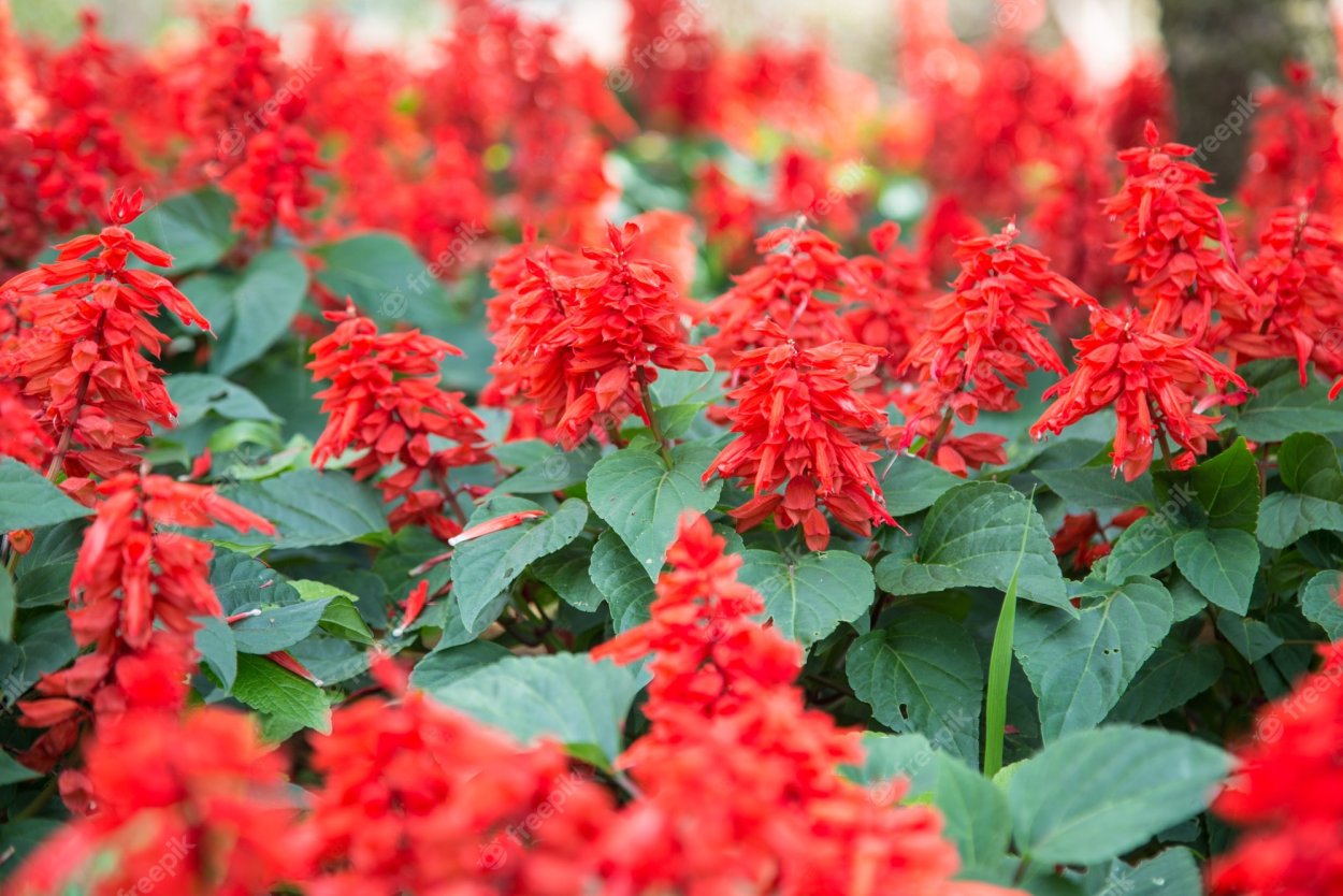 Шалфей Нептун