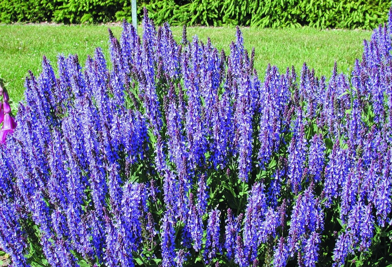 Шалфей Дубравный Остфризленд