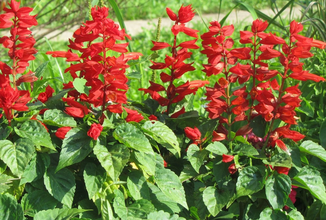 Сальвия на клумбе