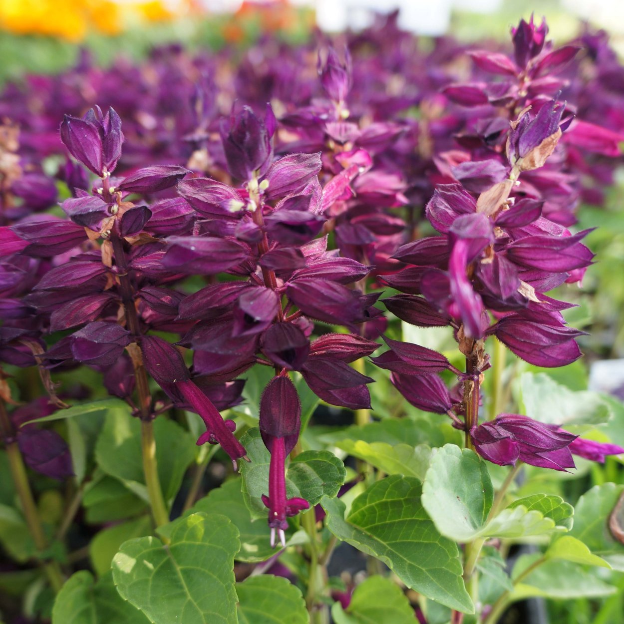 Шалфей Дубравный сенсейшен