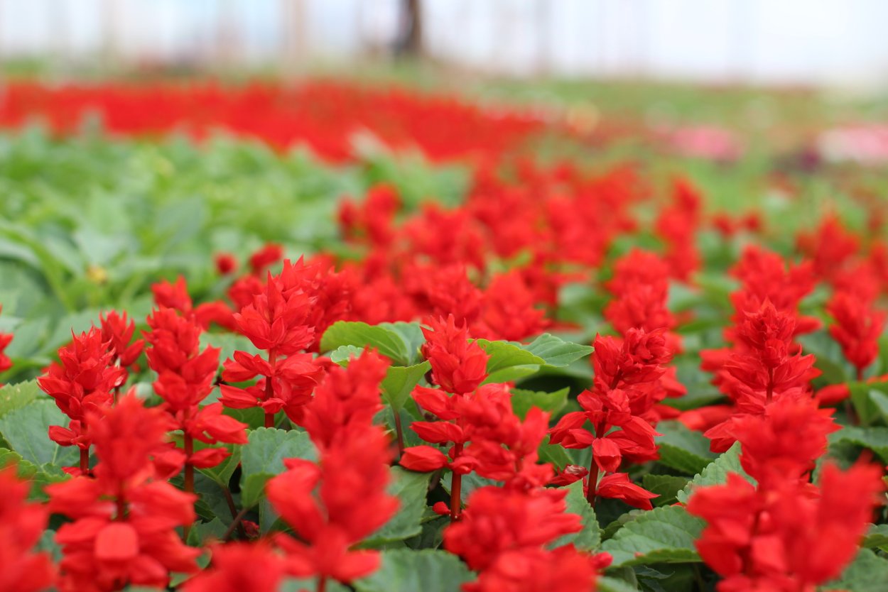 Сальвия Дубравная многолетняя