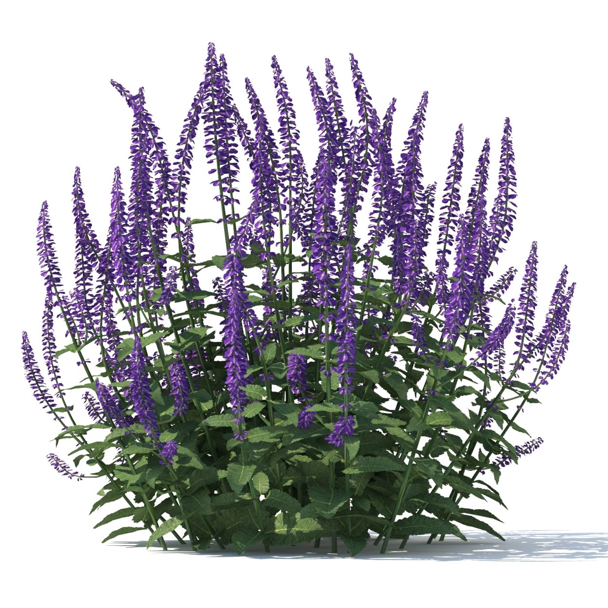 Цветы Сальвия