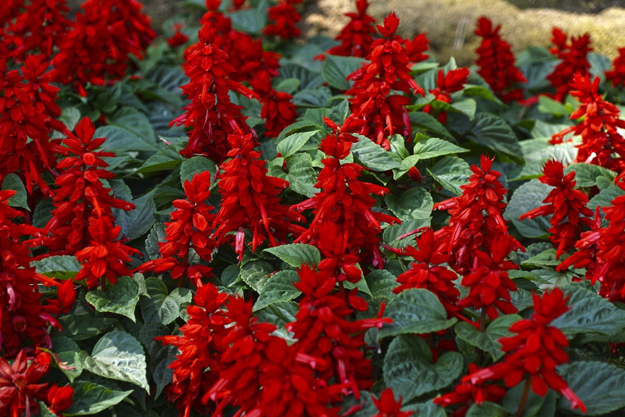 Сальвия хорминумовая