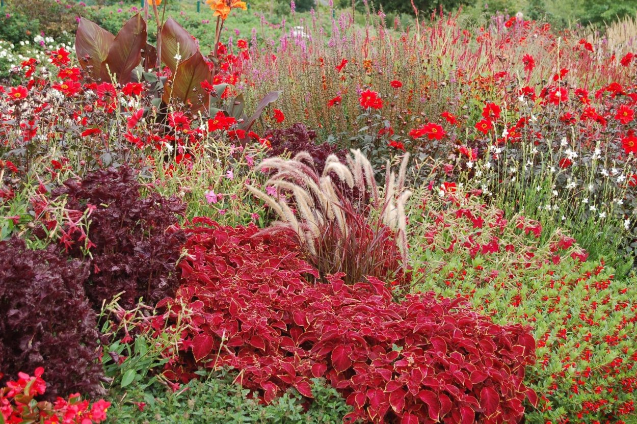 Шалфей Дубравный Карадонна