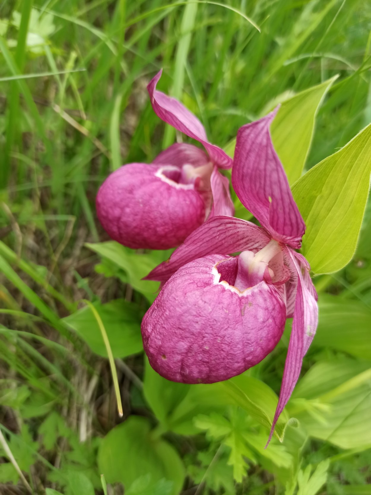 Первоцвет весенний Уральский