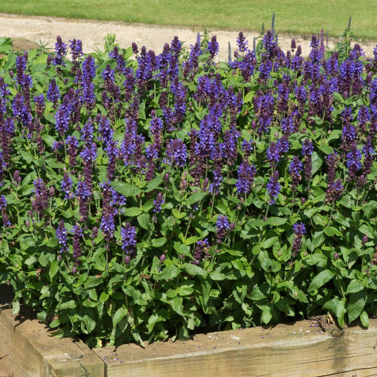 Сальвия голубой Монарх