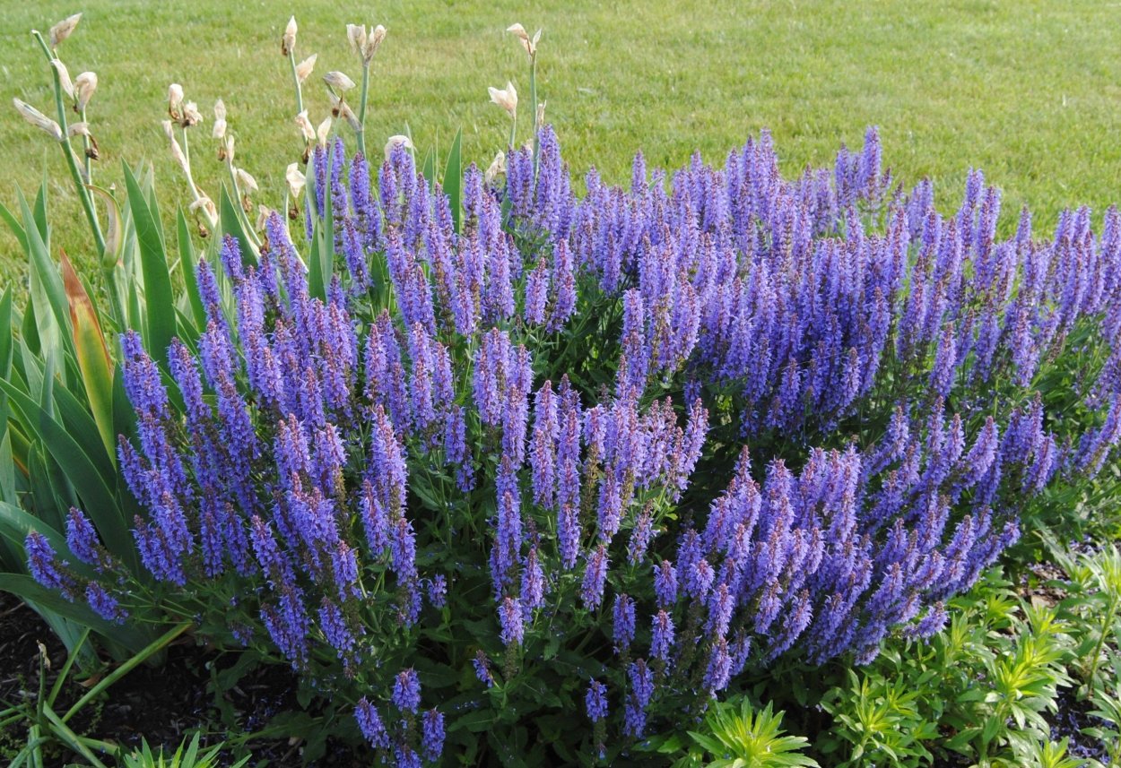 Шалфей Дубравный Blauhugel