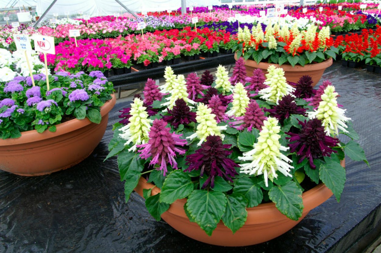 Сальвия хорминумовая