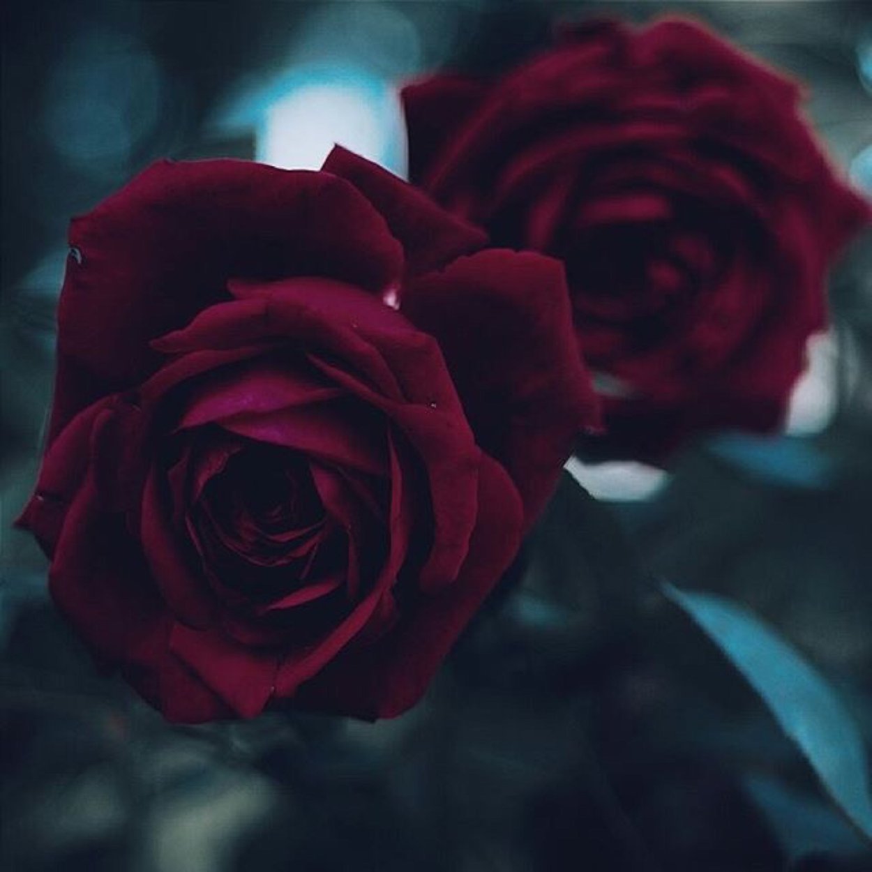 Темно красные розы Эстетика