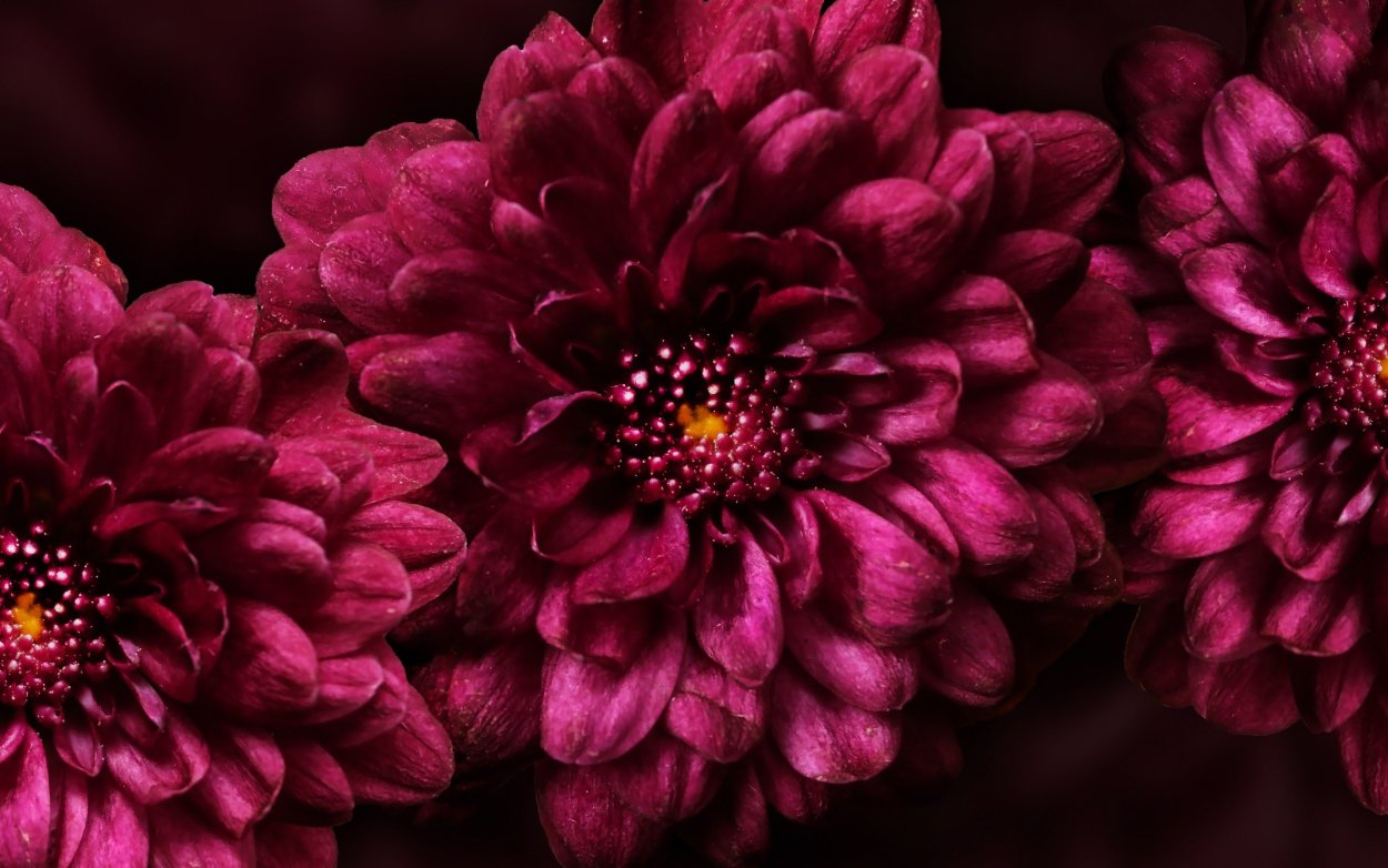 Фиолетовые цветы