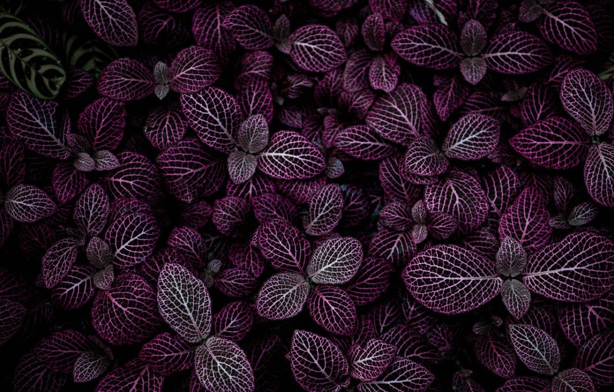 Бордовый лист на черном фоны