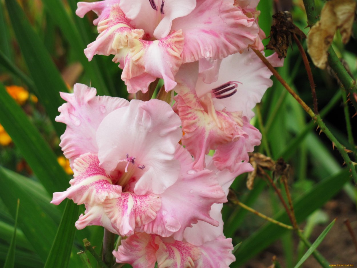 Гладиолус Gladiolus Pink belissimo