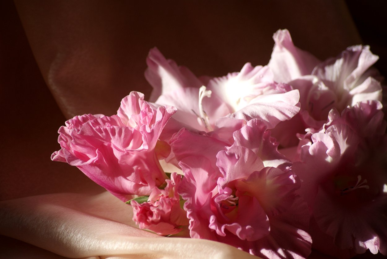 Гладиолус Кастор Экзотик