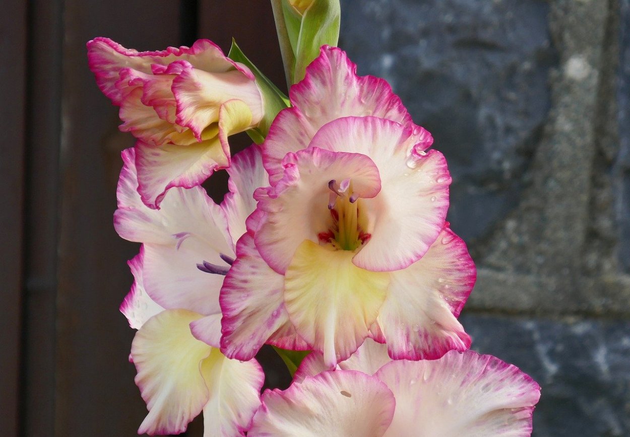 Гладиолус Kirov