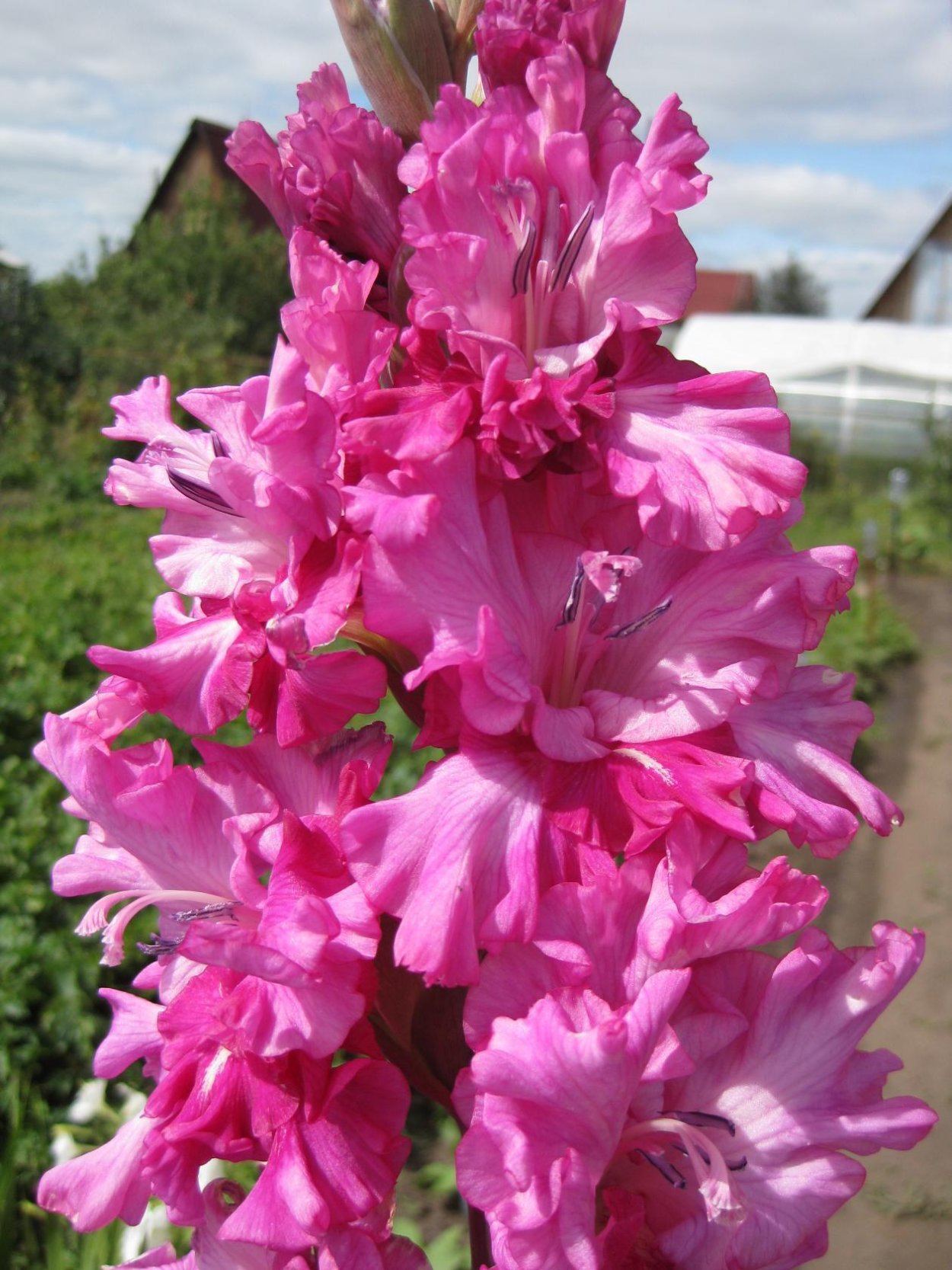 Гладиолус Пинк Пэррот (Pink Parrot)