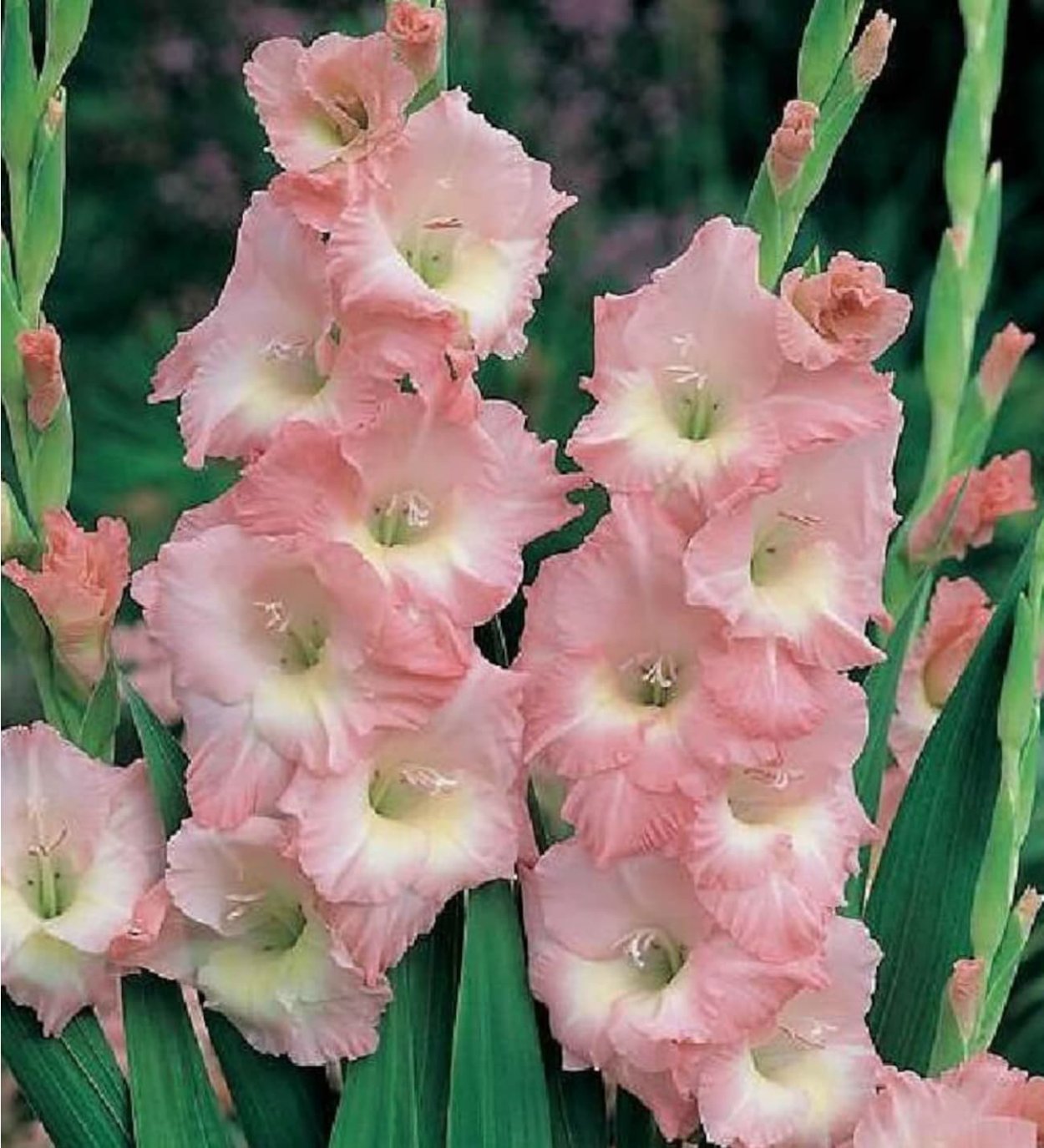 Гладиолус Роуз Суприм