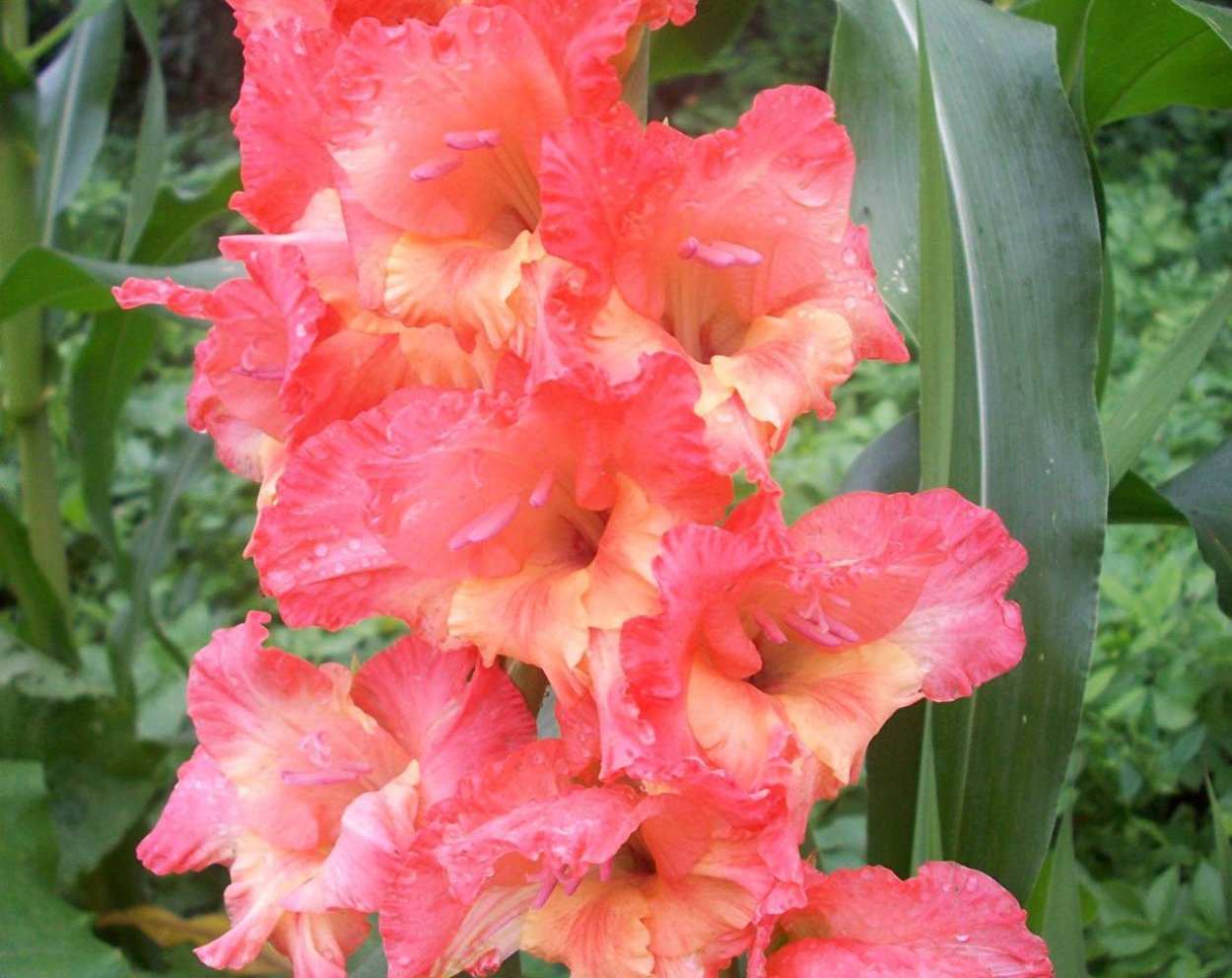 Гладиолус Эвидент