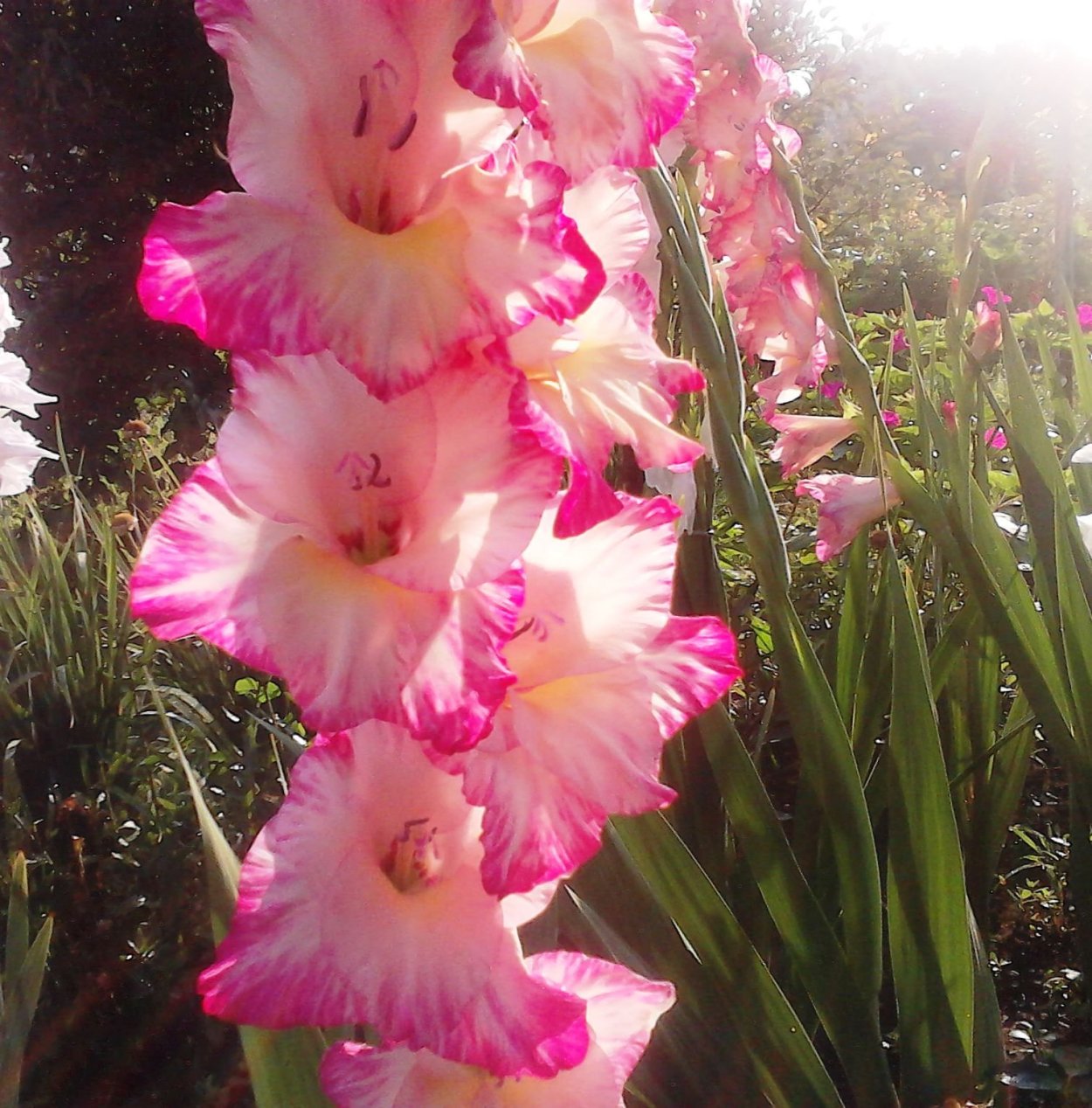 Гладиолус айвори Присцилла