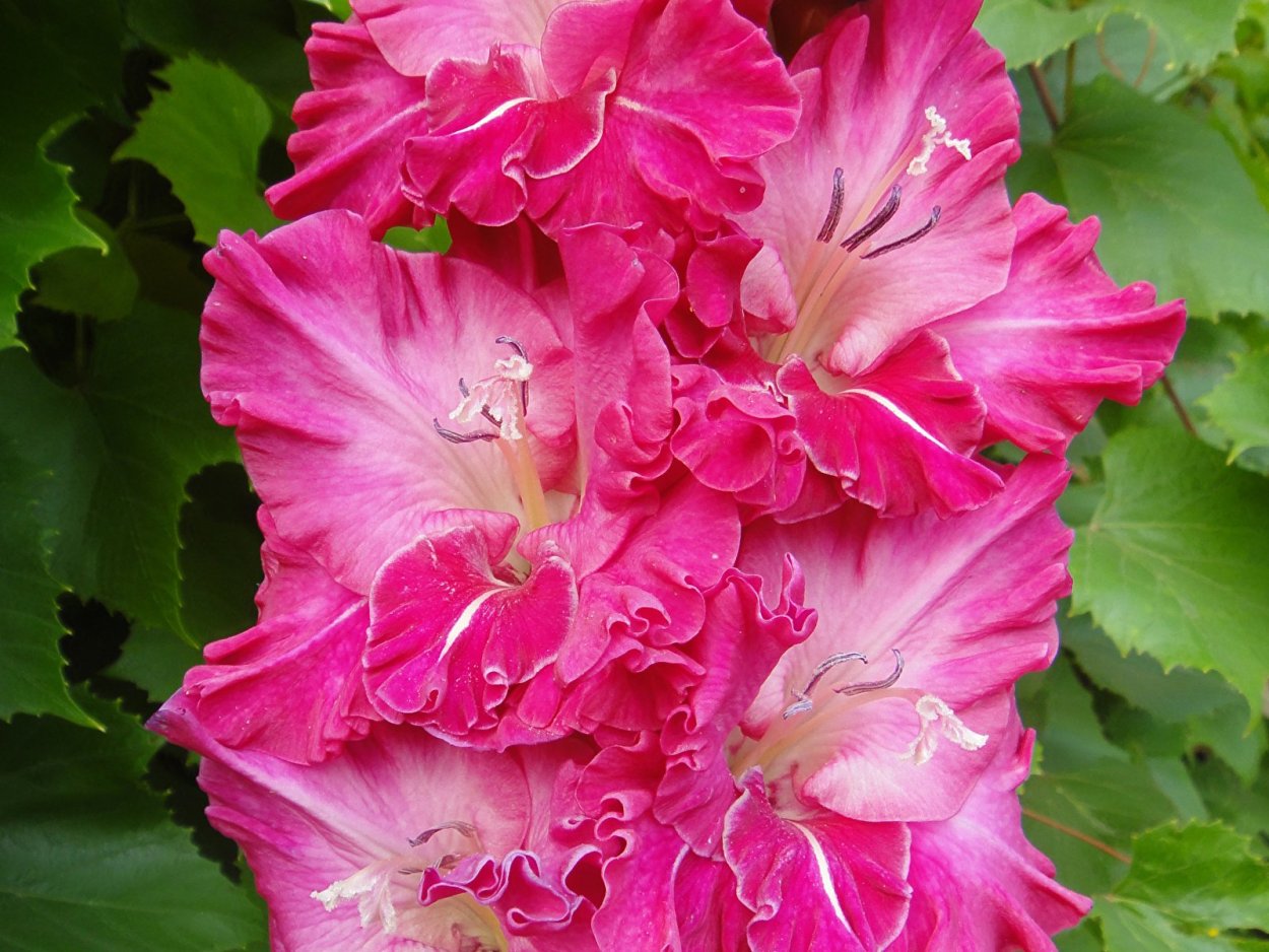 Гладиолус Gladiolus Pink