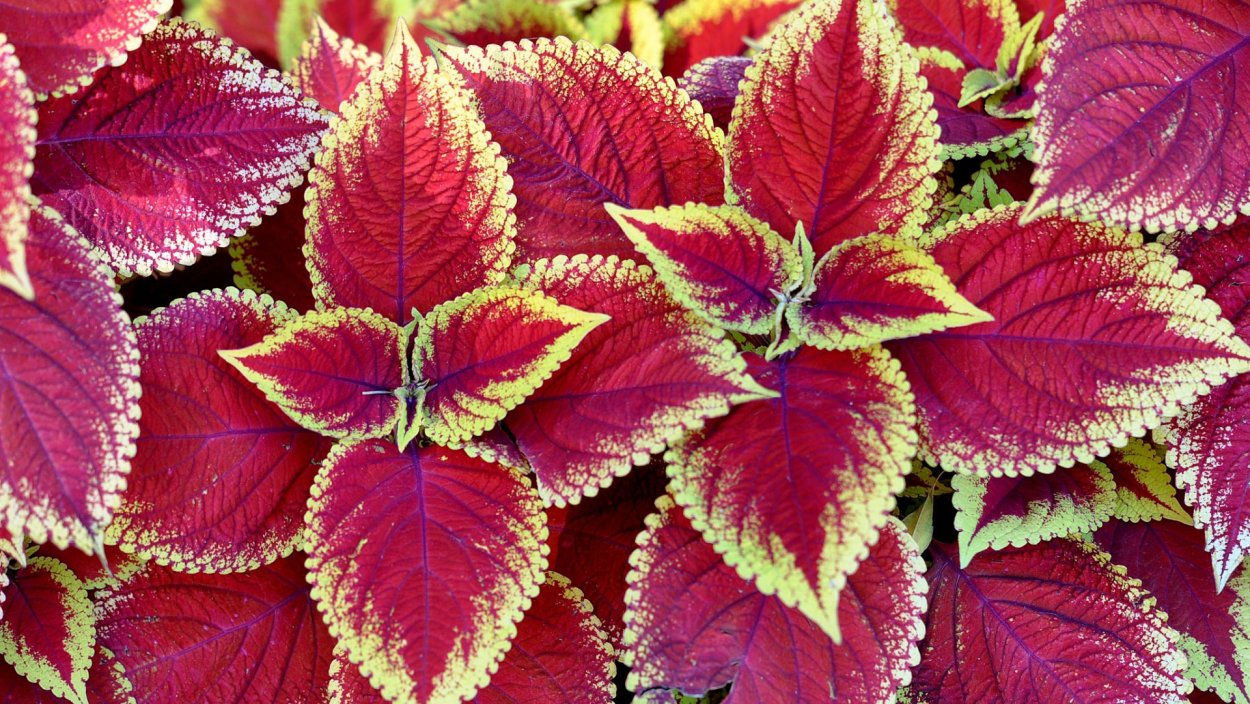 Колеус Блюме красный вельвет