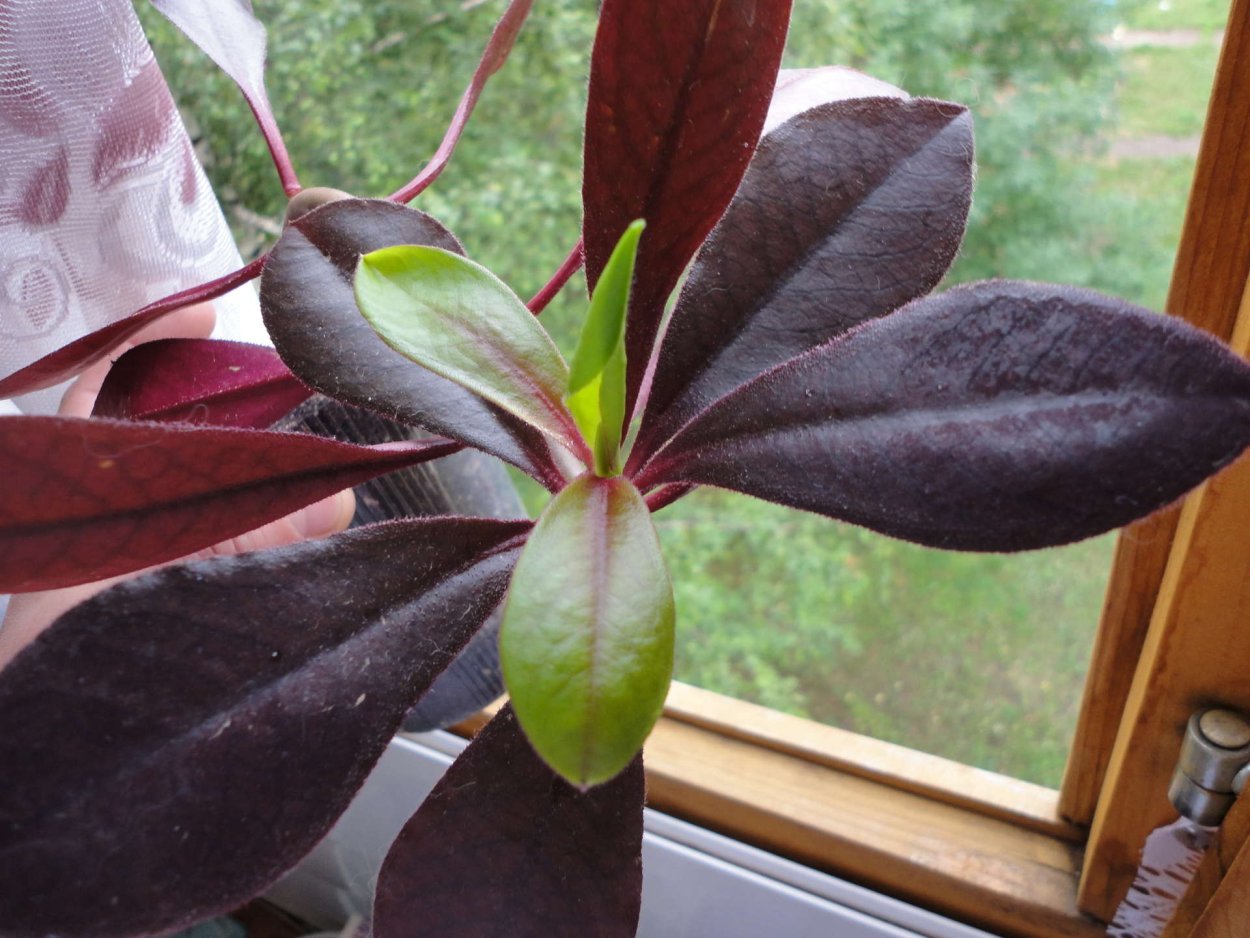 Кордилина красная