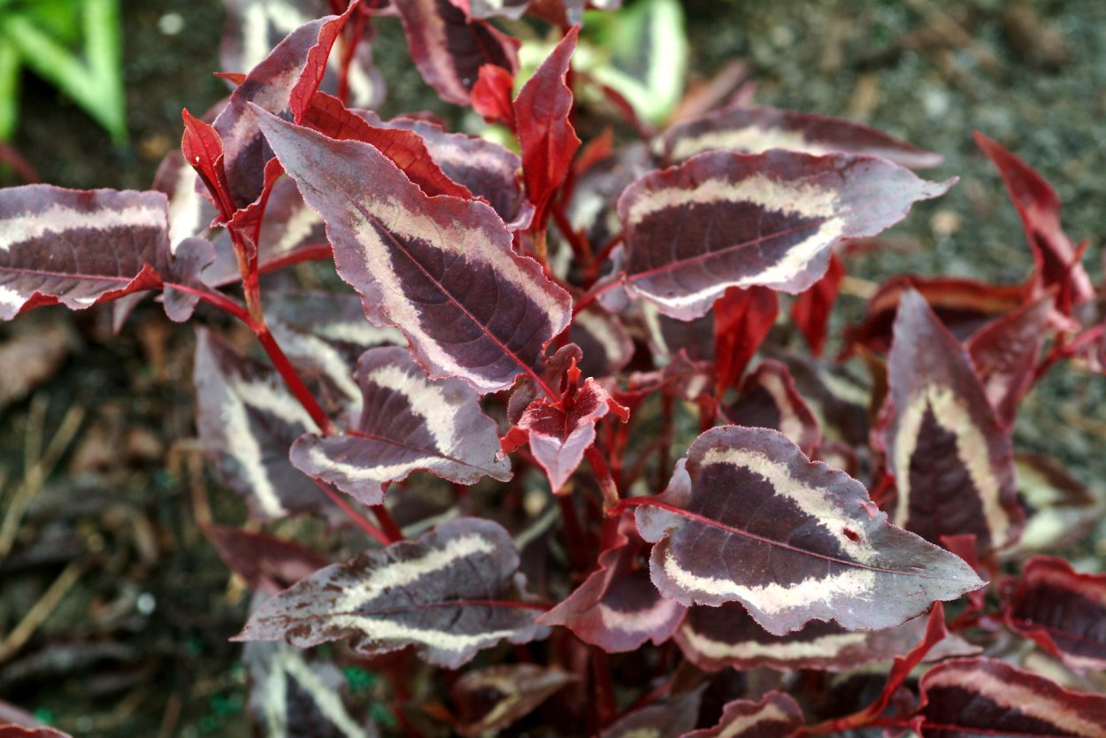 Кордилина верхушечная