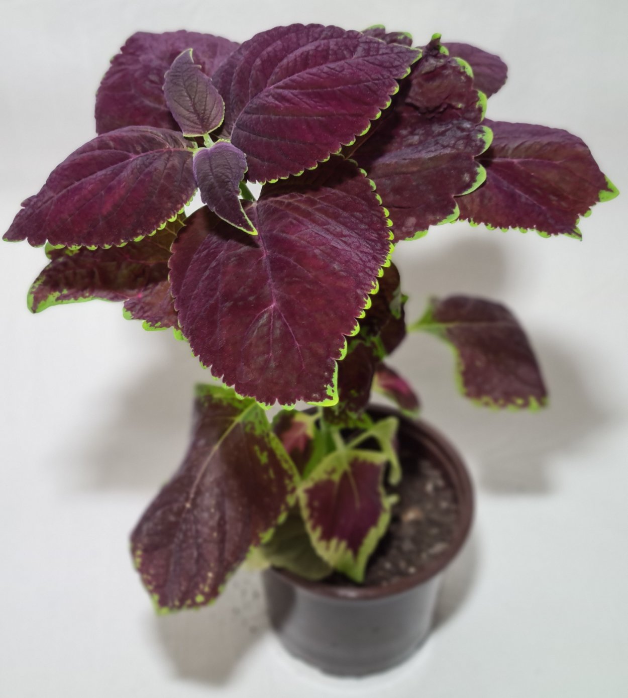 Колеус ползучий цветок