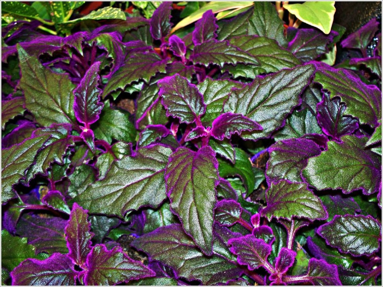 Кордилина Южная