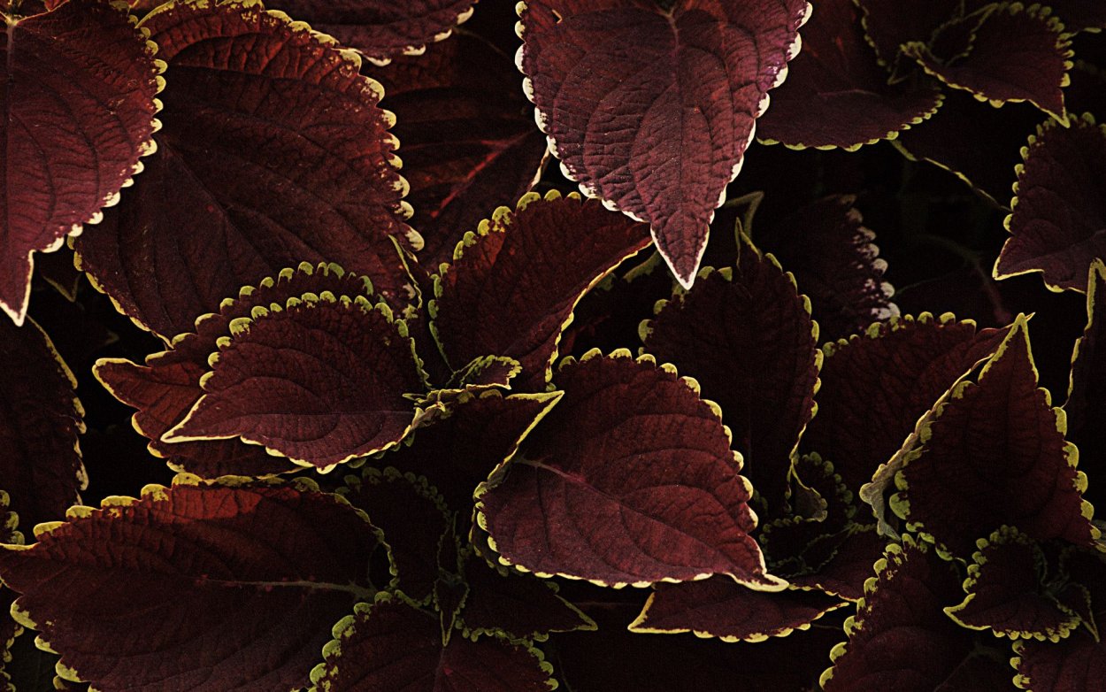 Колеус Радуга