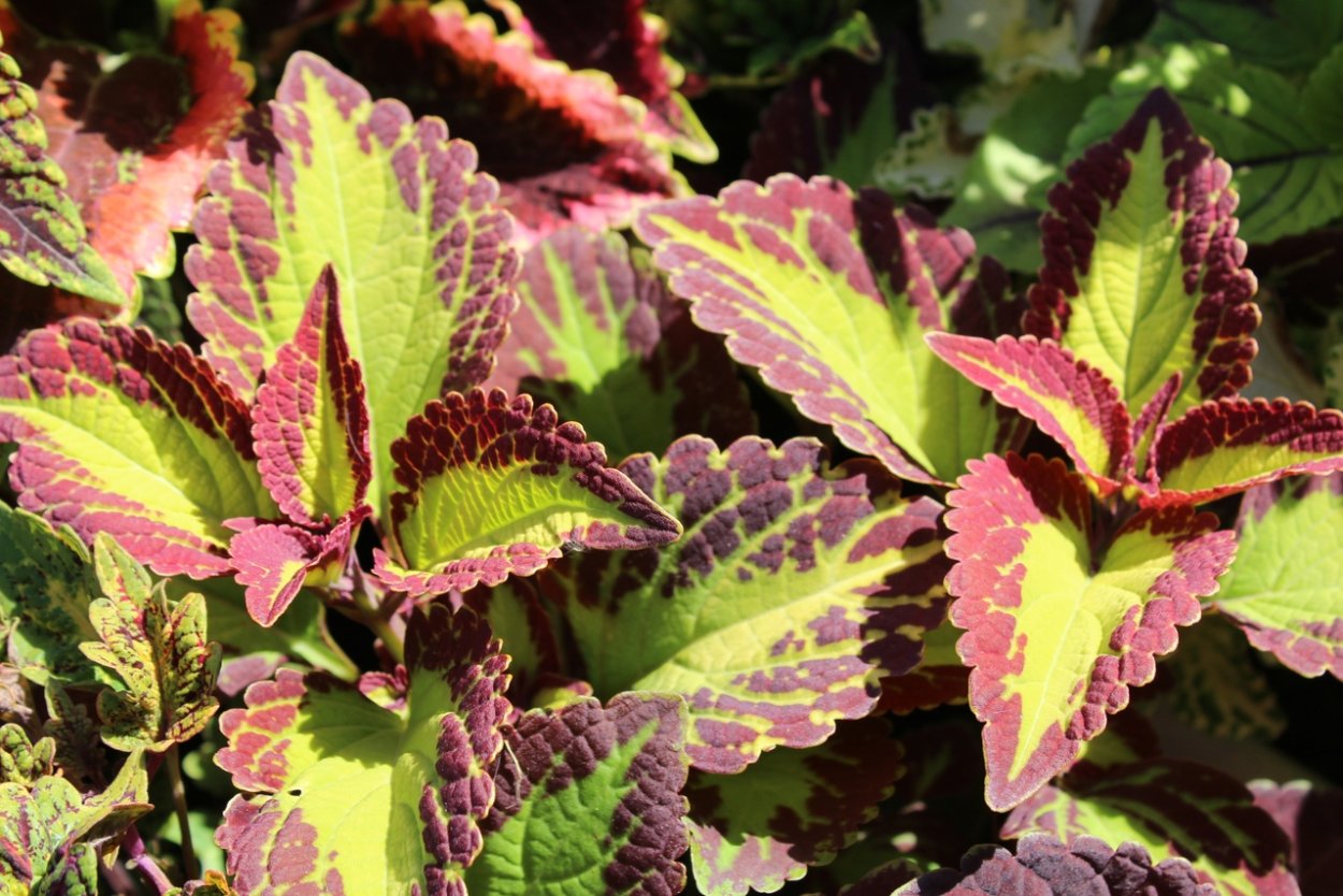 Колеус Red Croton II