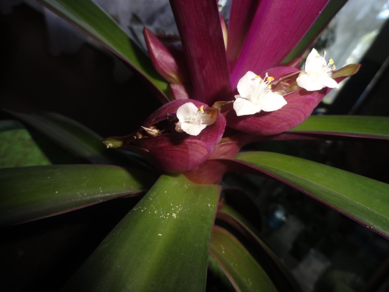 Калатея Строманта