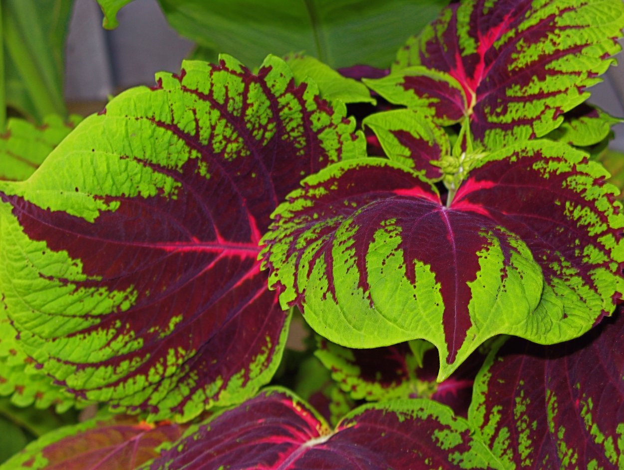 Колеус Ренельта