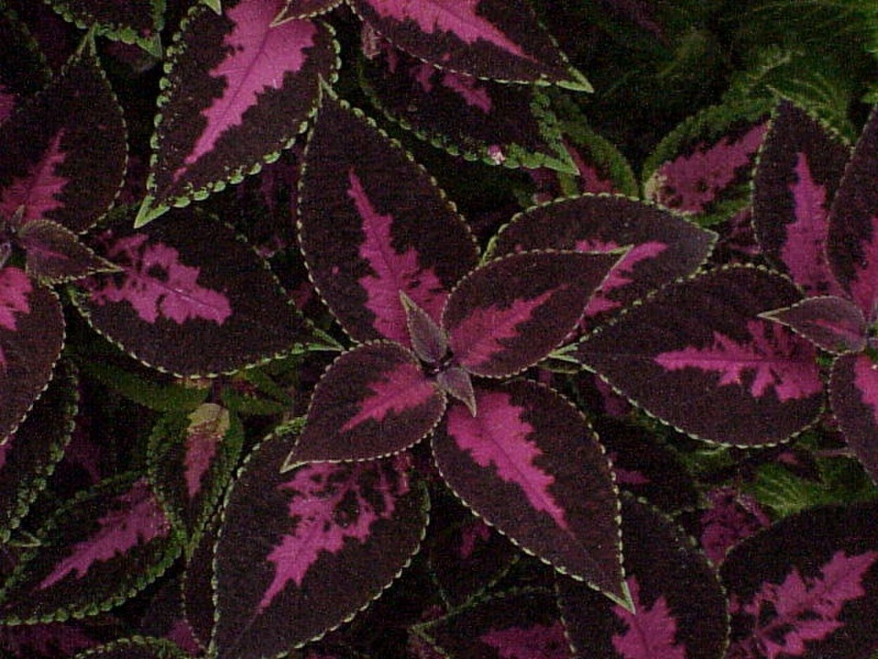 Колеус Red Croton