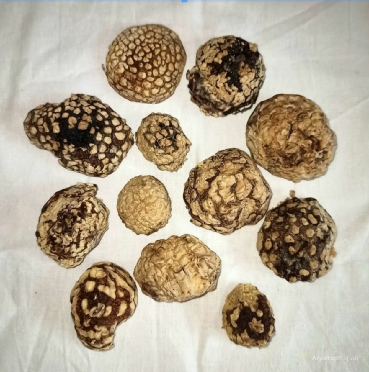 Мухомор Королевский