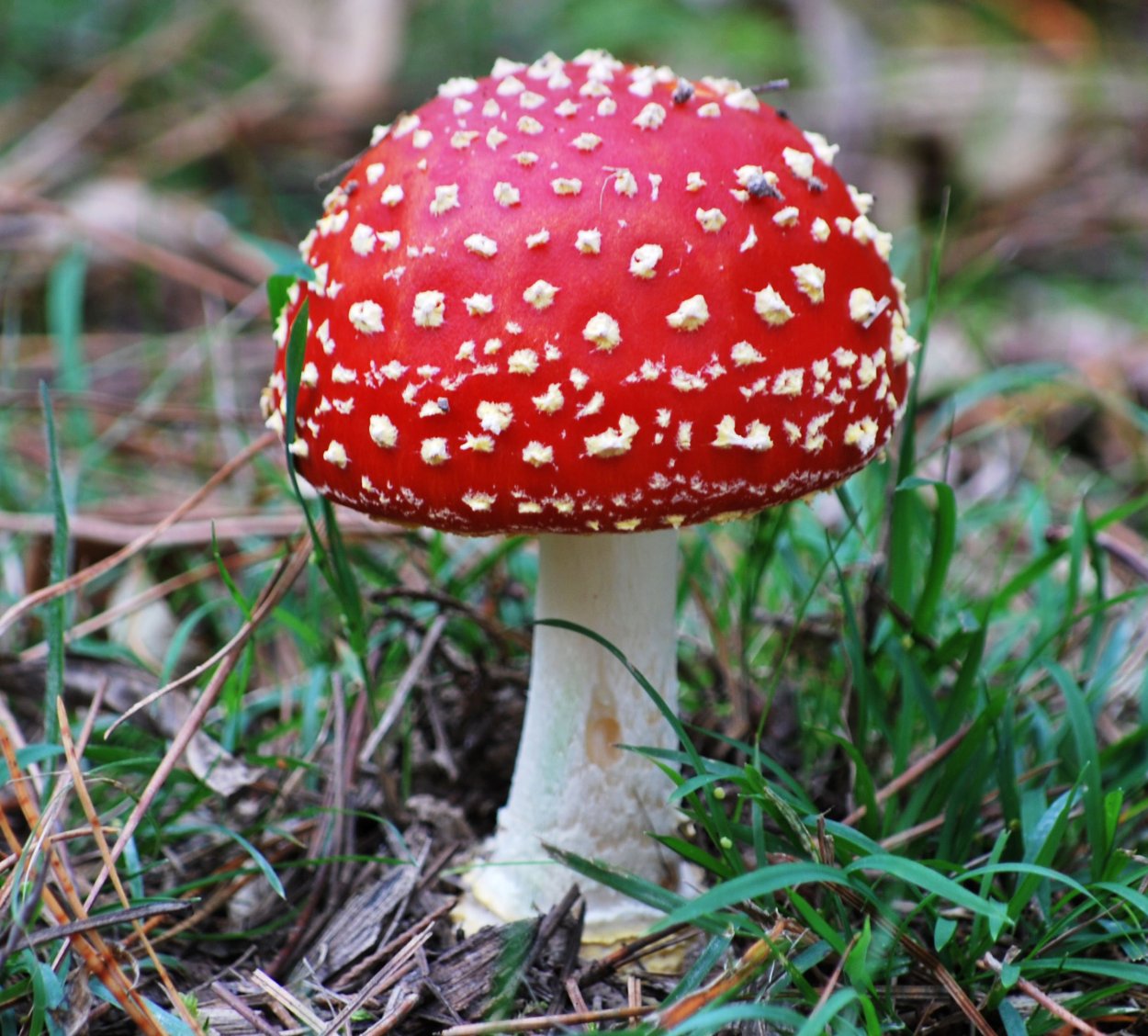 Аманитовые грибы