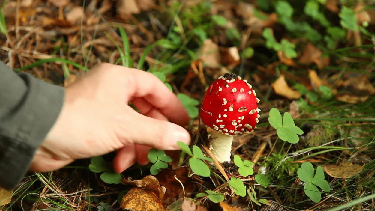 Владимир Епифанцев мухоморы