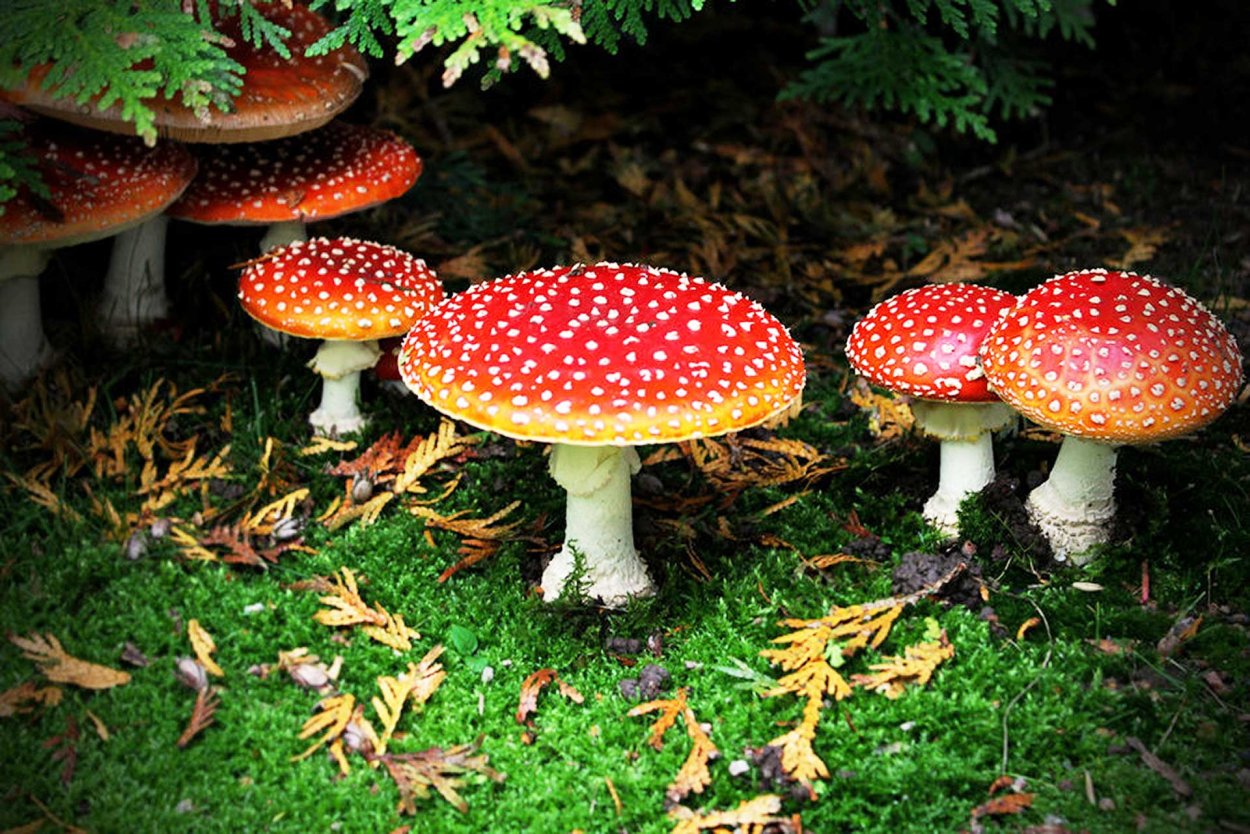 Мухомор обыкновенный