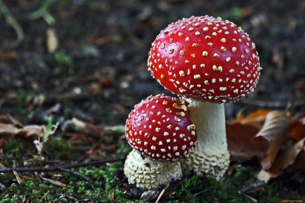 Грибы в Пензенской области