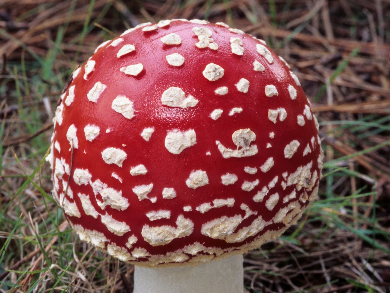 Гриб Black Amanita