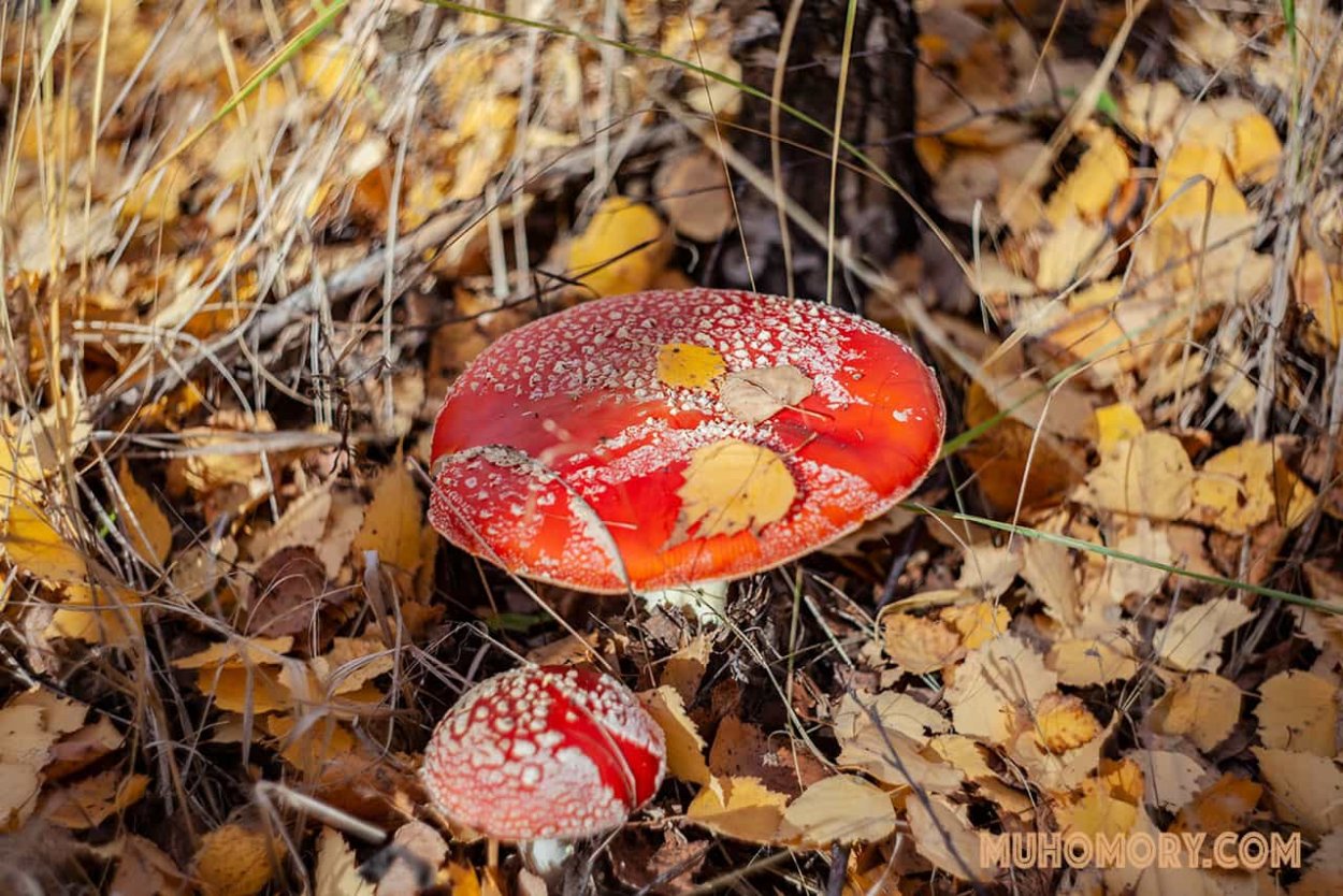 Мухомор Аманита Мускария