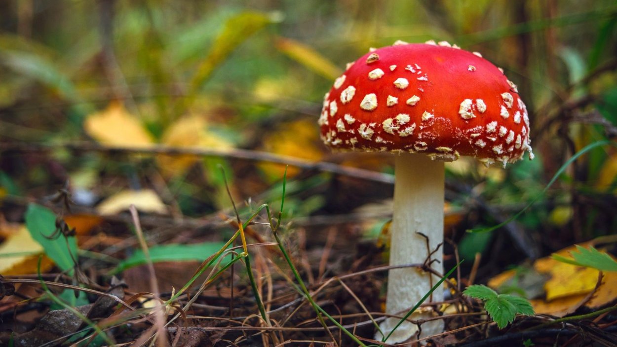 Обои на рабочий стол осень грибы