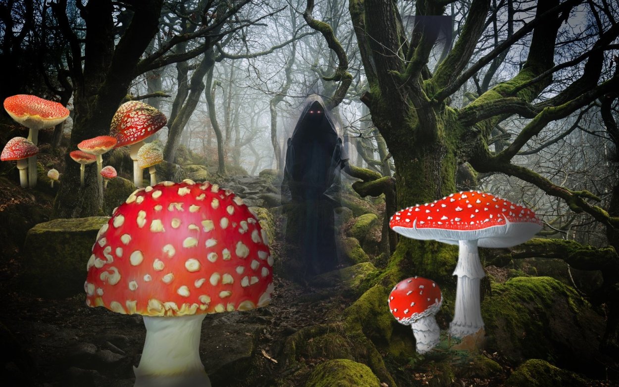 Мухомор красный (Amanita muscaria)