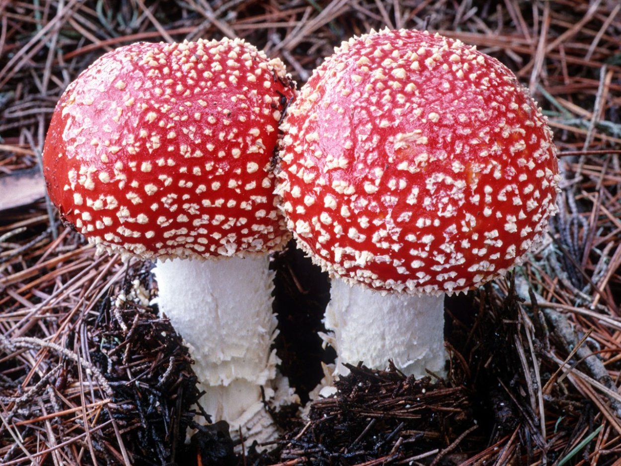 Мухомор ежеголовый