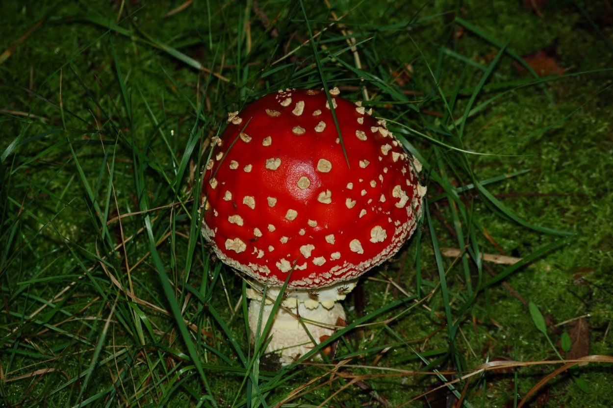 Коричнево зеленые мухоморы