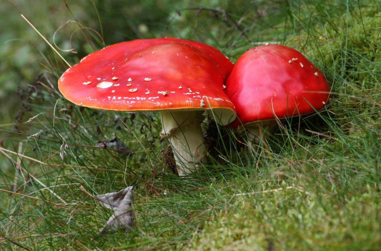 Красный Королевский мухомор